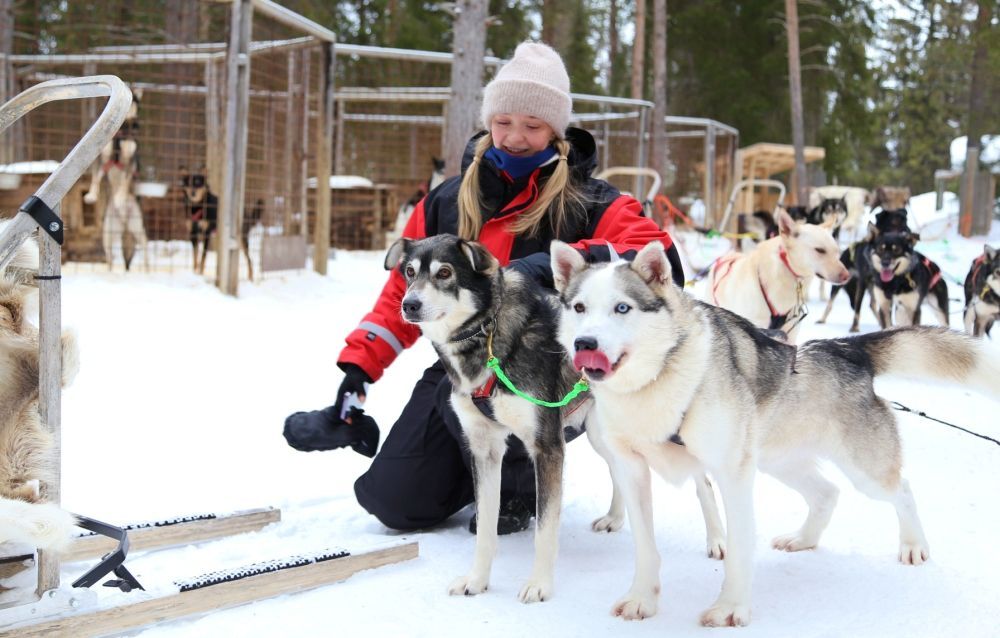 Husky with character