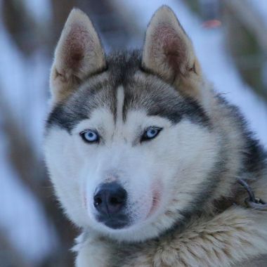 Husky Safari Rovaniemi