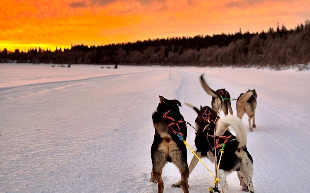 Scenery of husky safari how it looks like