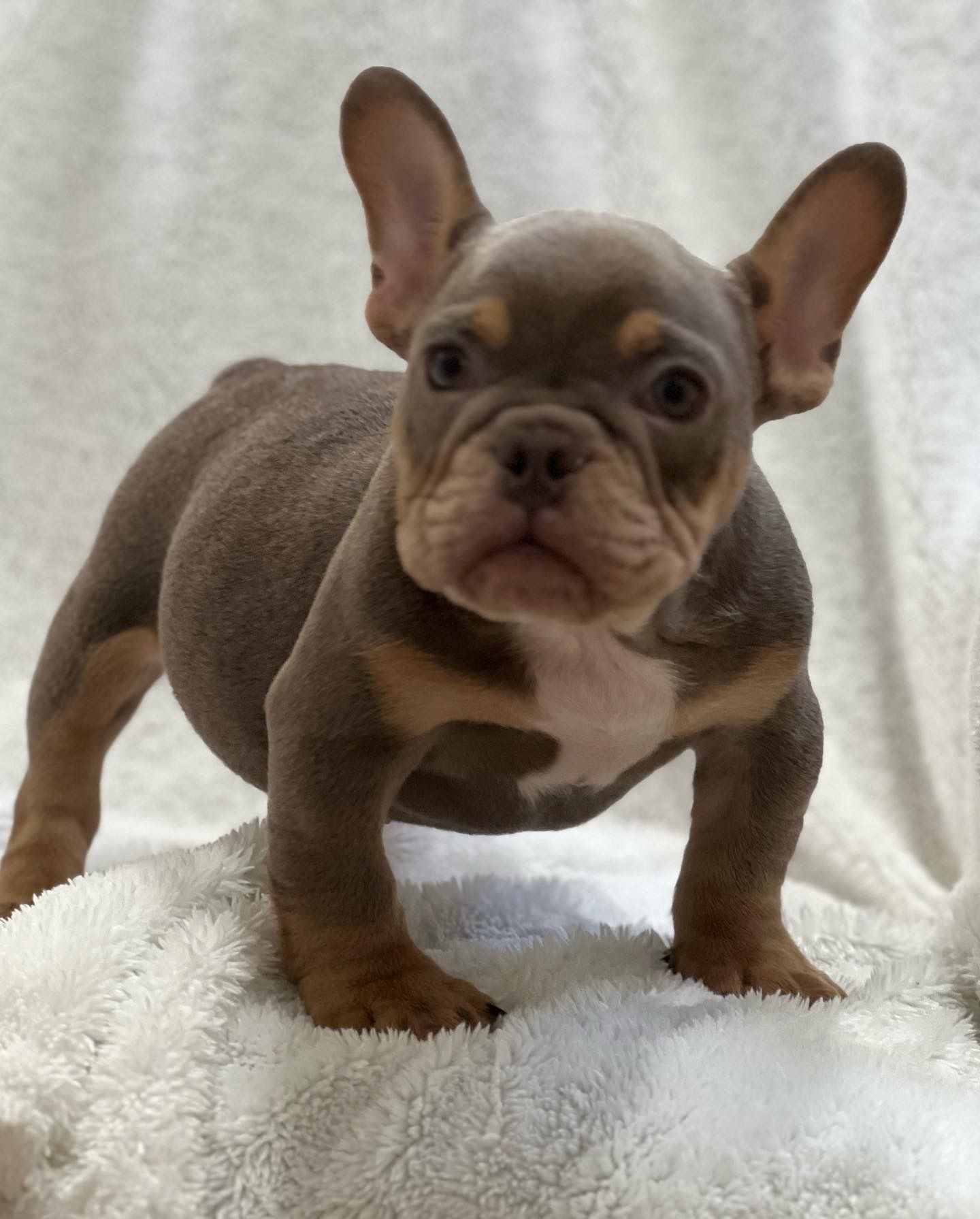 Cute Brown Bulldog — Raleigh, NC — Montgomery Frenchies LLC