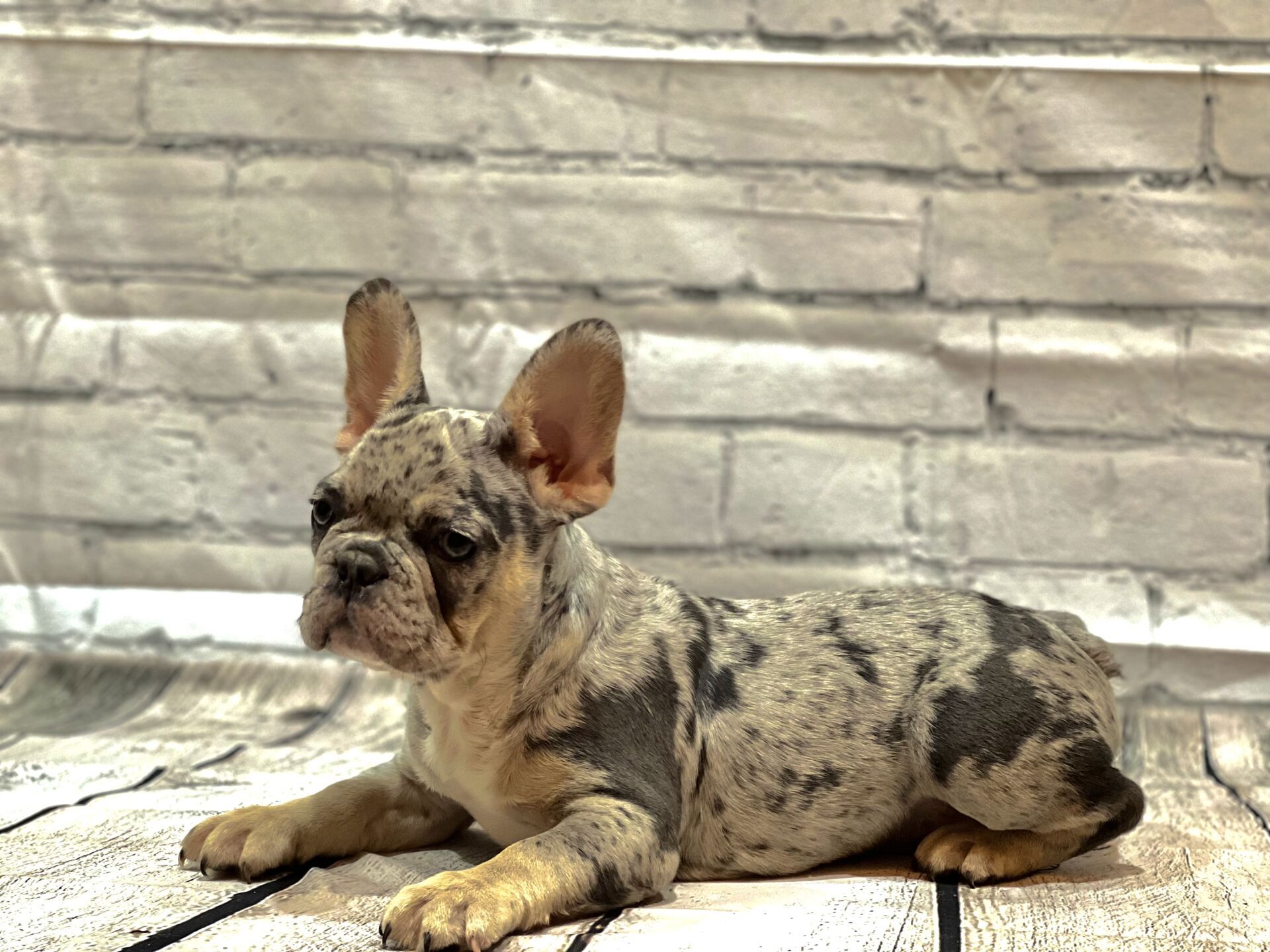 Frenchie Puppies | Raleigh, NC | Montgomery Frenchies