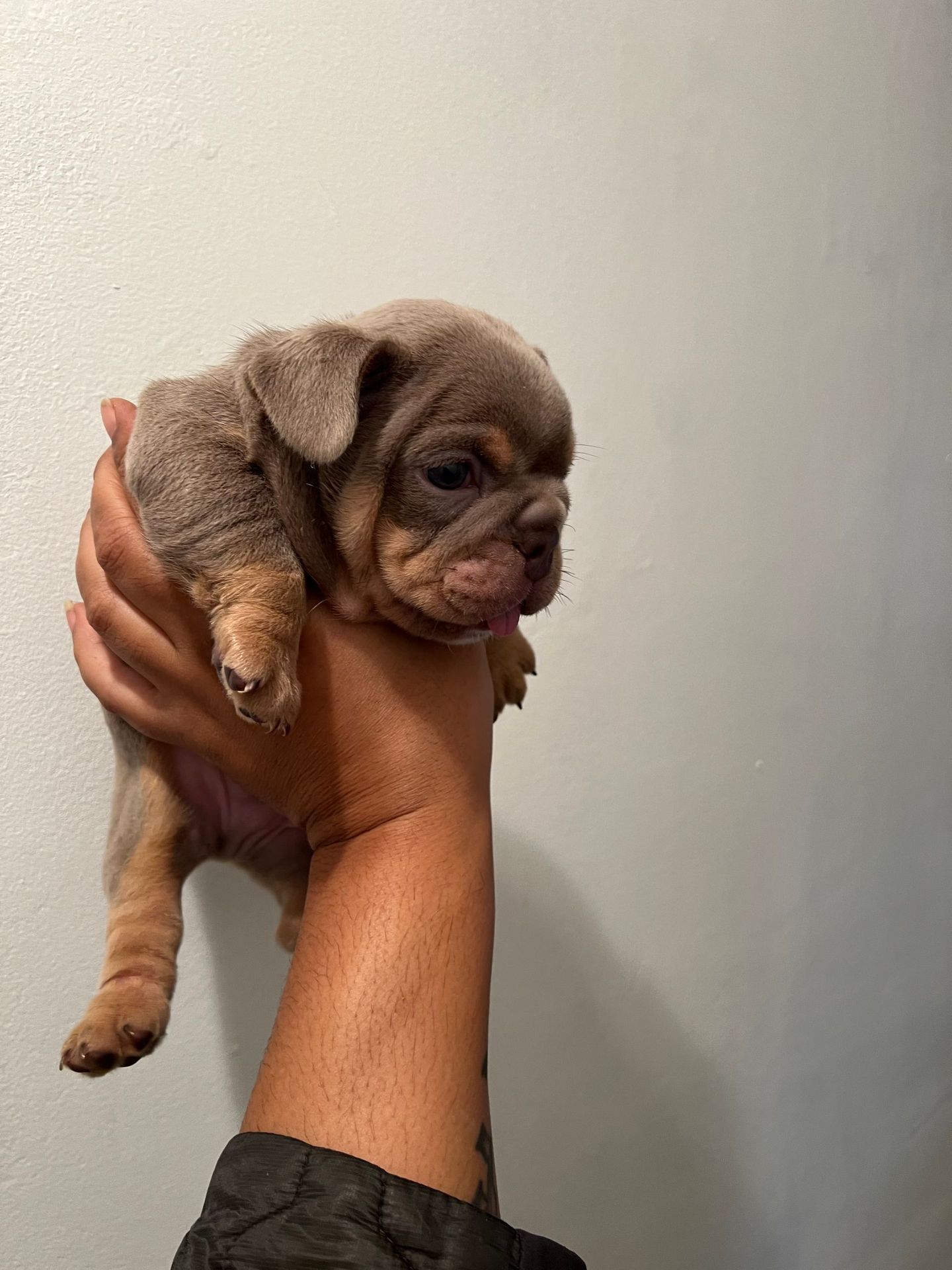 Bulldog For Sale — Raleigh, NC — Montgomery Frenchies LLC