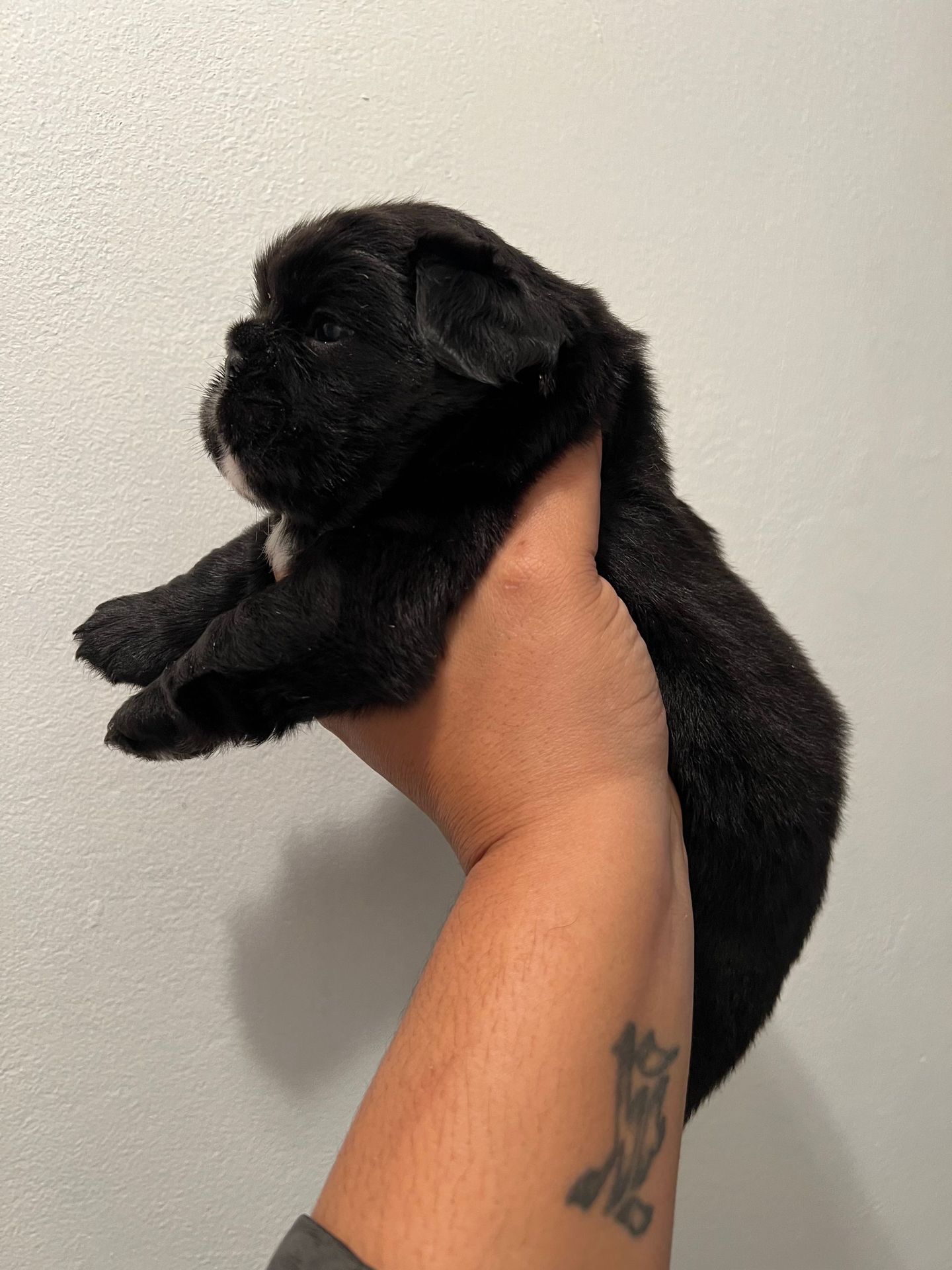 Lifted Black Fluffy Bulldog Side View— Raleigh, NC — Montgomery Frenchies LLC