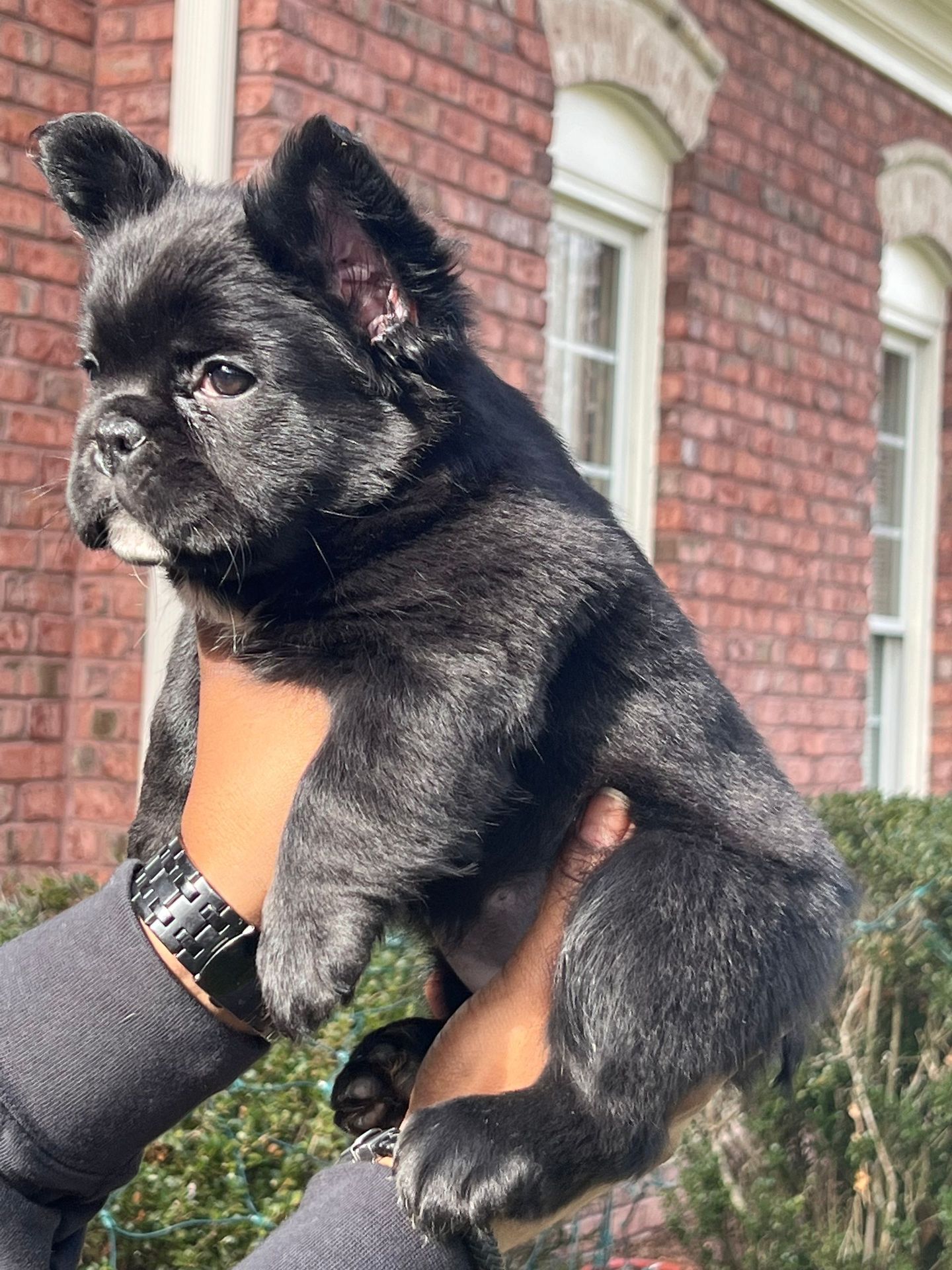 Lifted Black Fluffy Bulldog Side View— Raleigh, NC — Montgomery Frenchies LLC