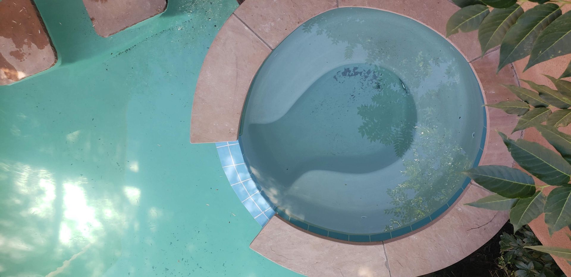 A Bowl of Water is Sitting on a Table Next to a Plant