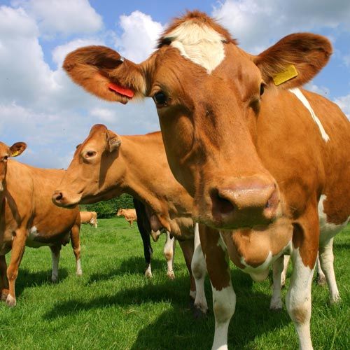 A group of Guernsey cows in pasture photographed at close quarters