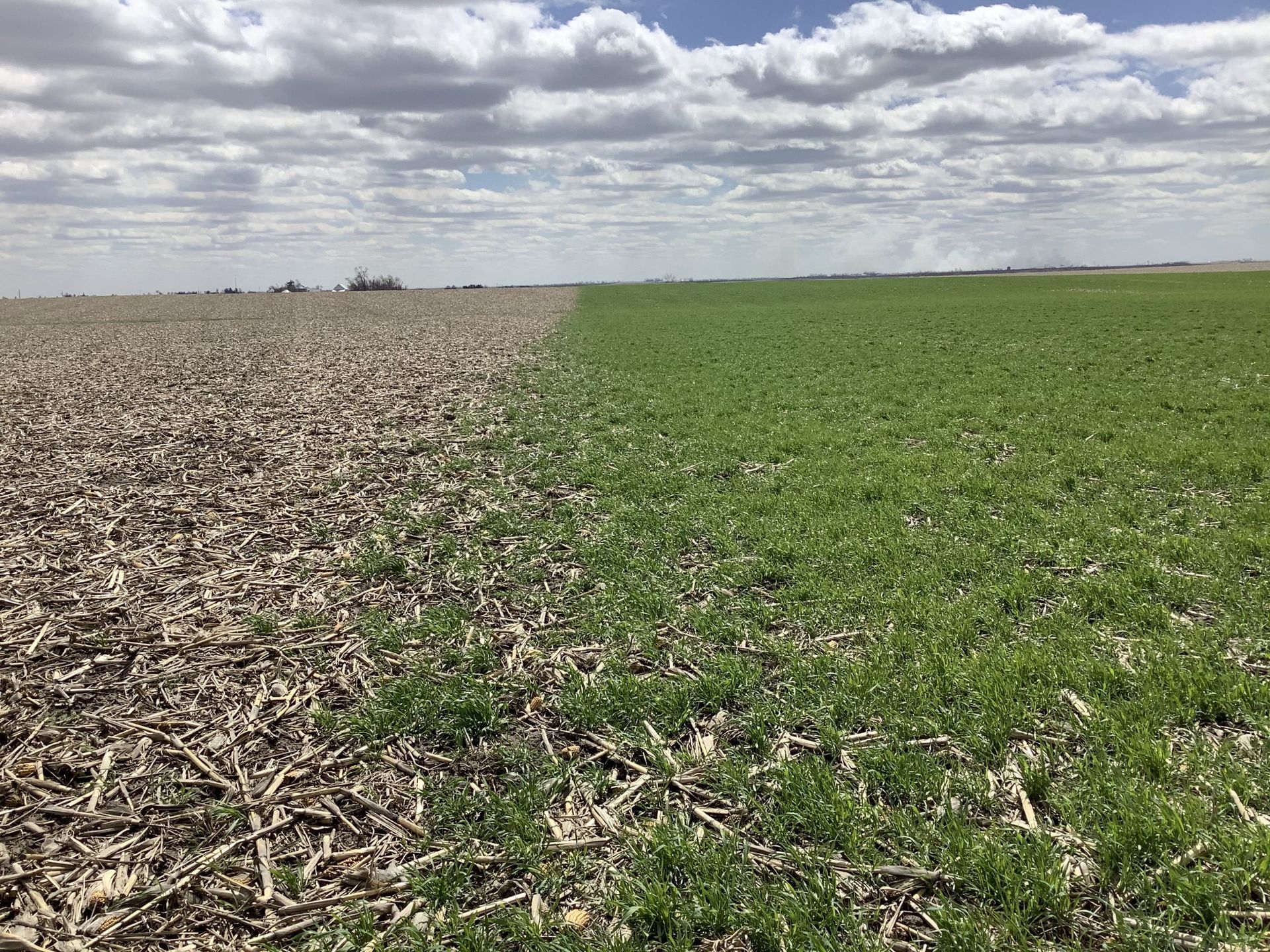 Cereal rye emerges as cover crop applied by drone