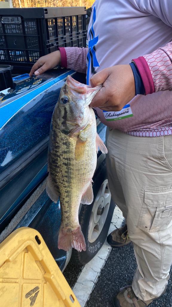 Angler holds a largemouth bass. The fish is gray, green, and white. The person is standing by a car.