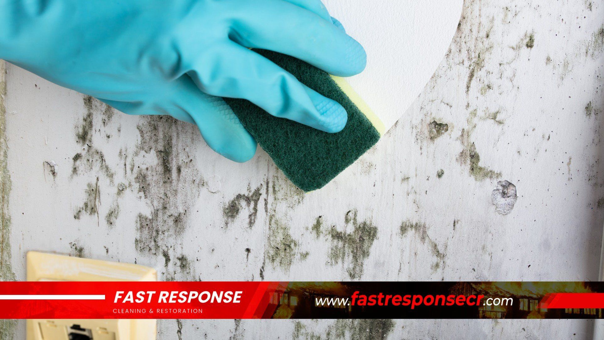 Black Mold Removal In Talahi Island, GA