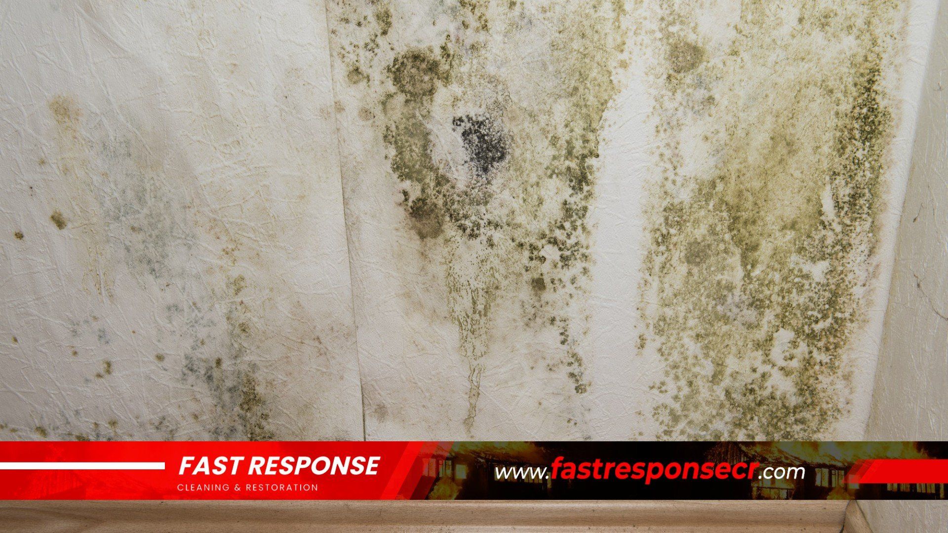 Black Mold Removal In Isle of Hope, GA