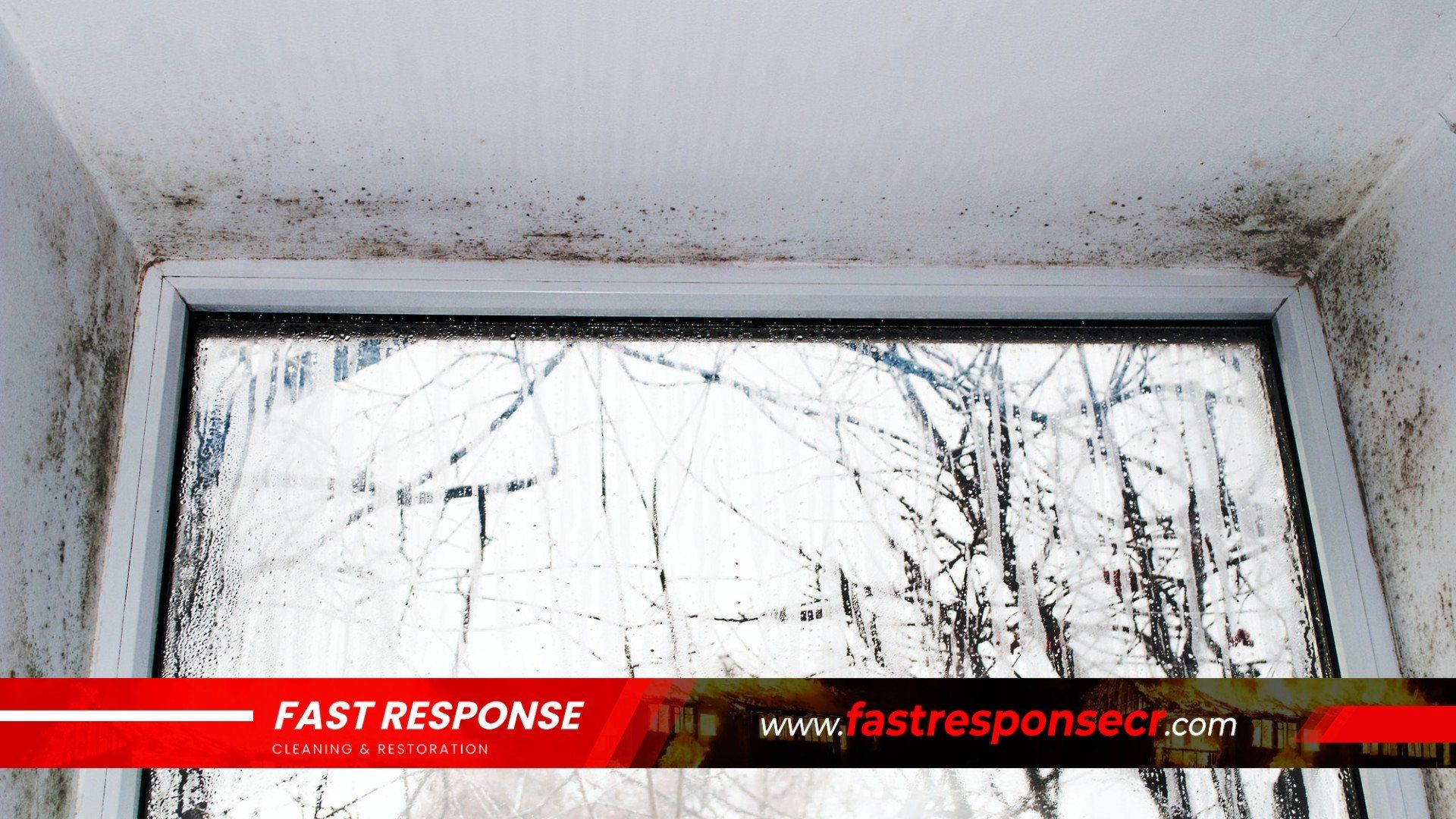 Black Mold Removal In Garden City, GA