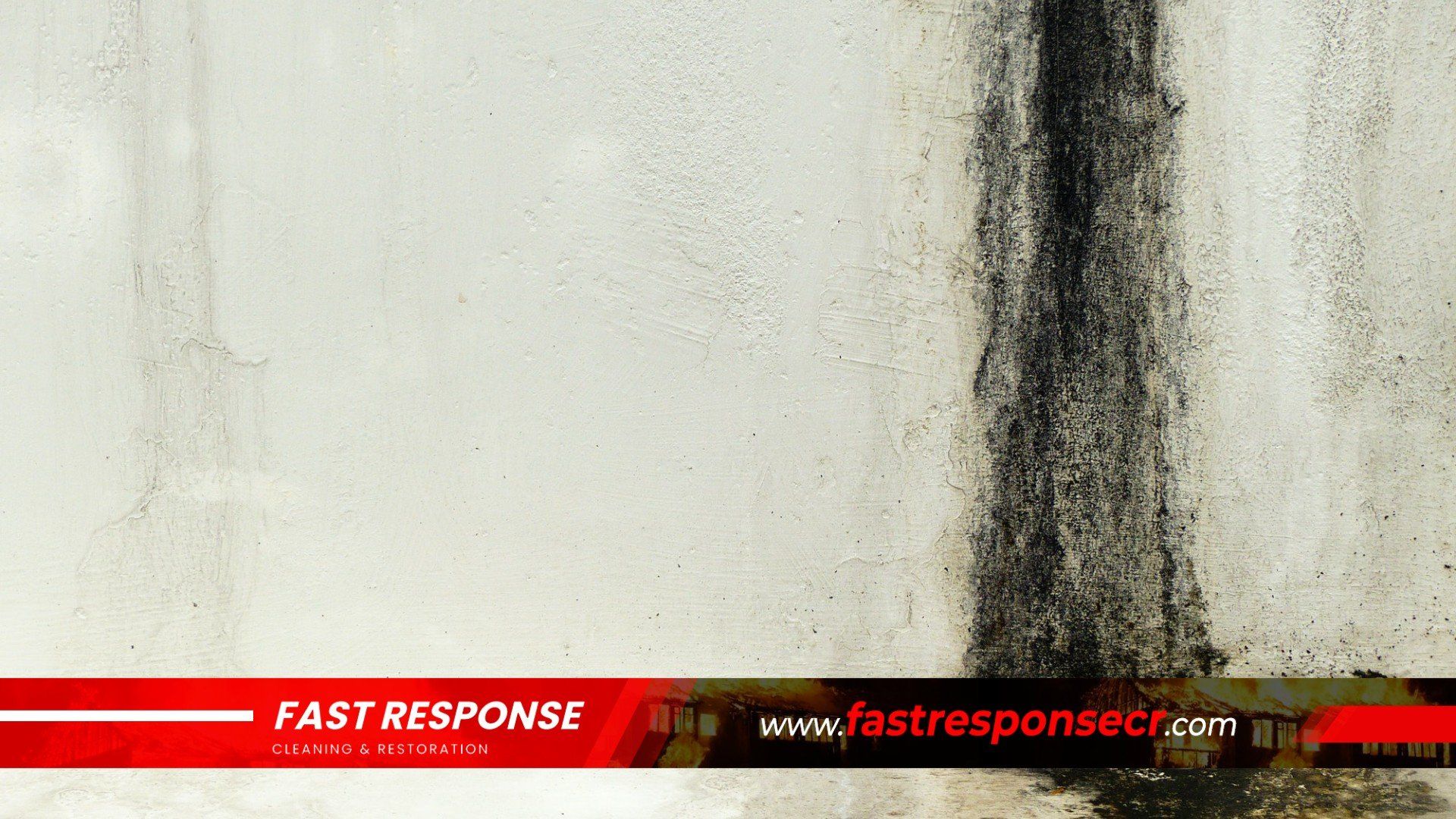 Black Mold Removal In Dutch Island, GA