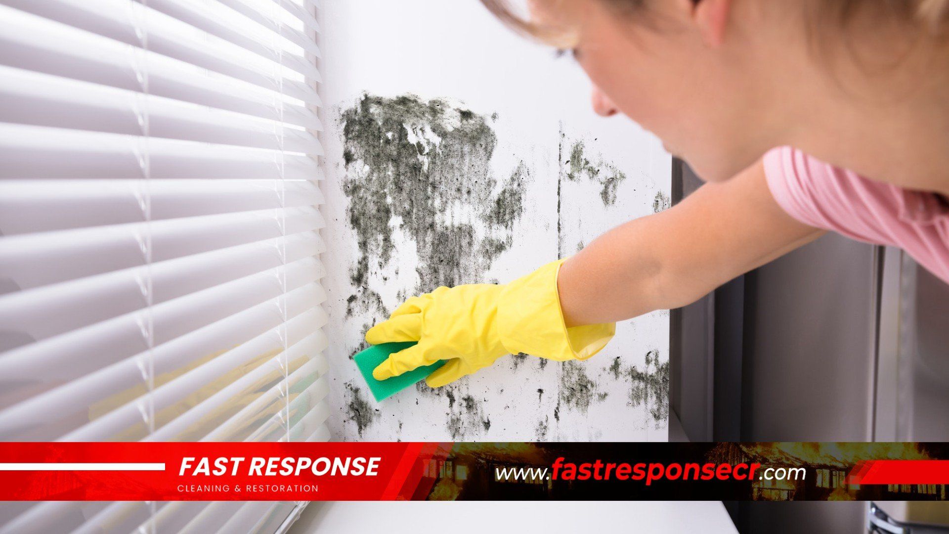 Black Mold Removal In Port Royal, SC