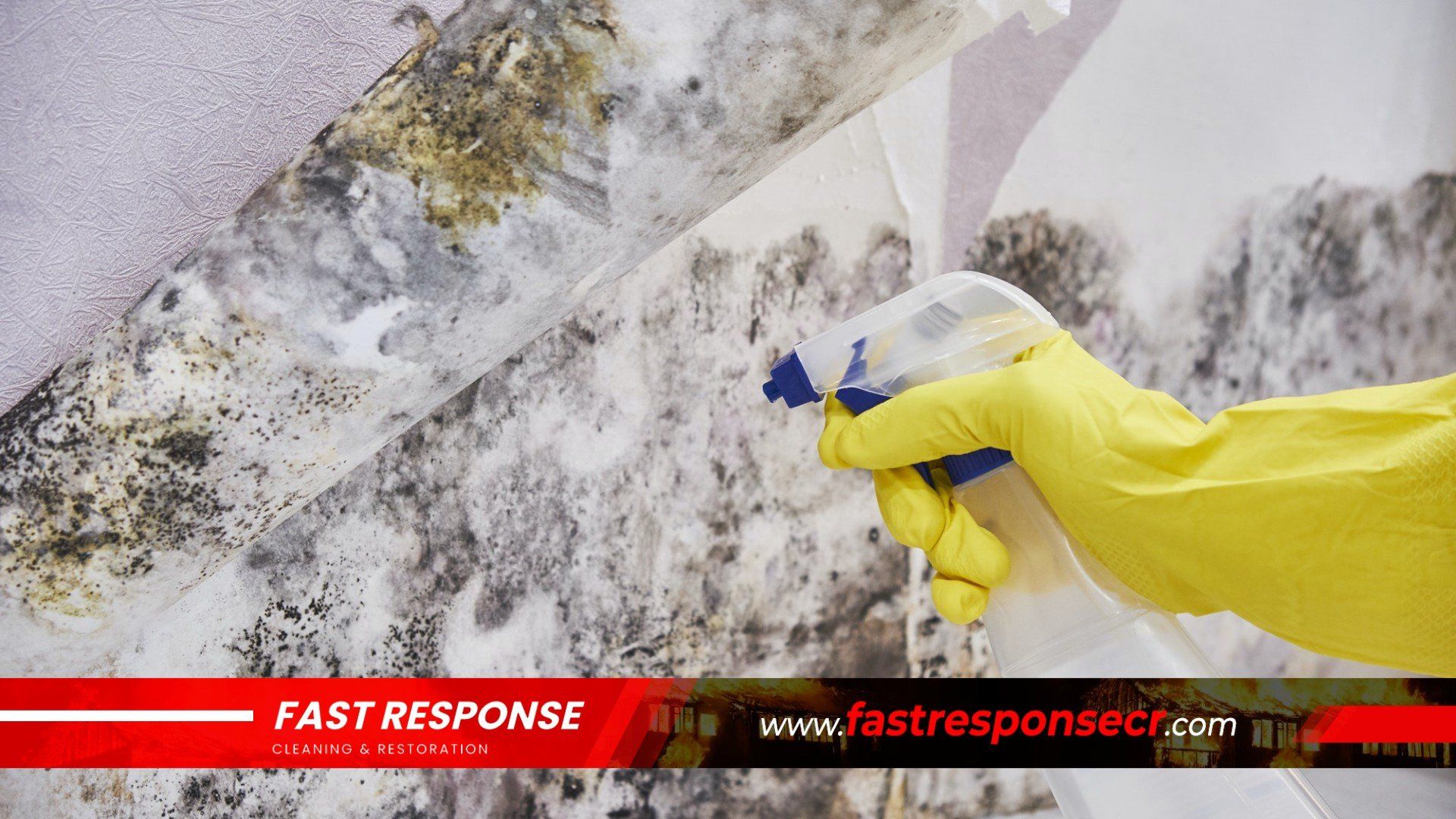 Black Mold Removal In Burton, SC
