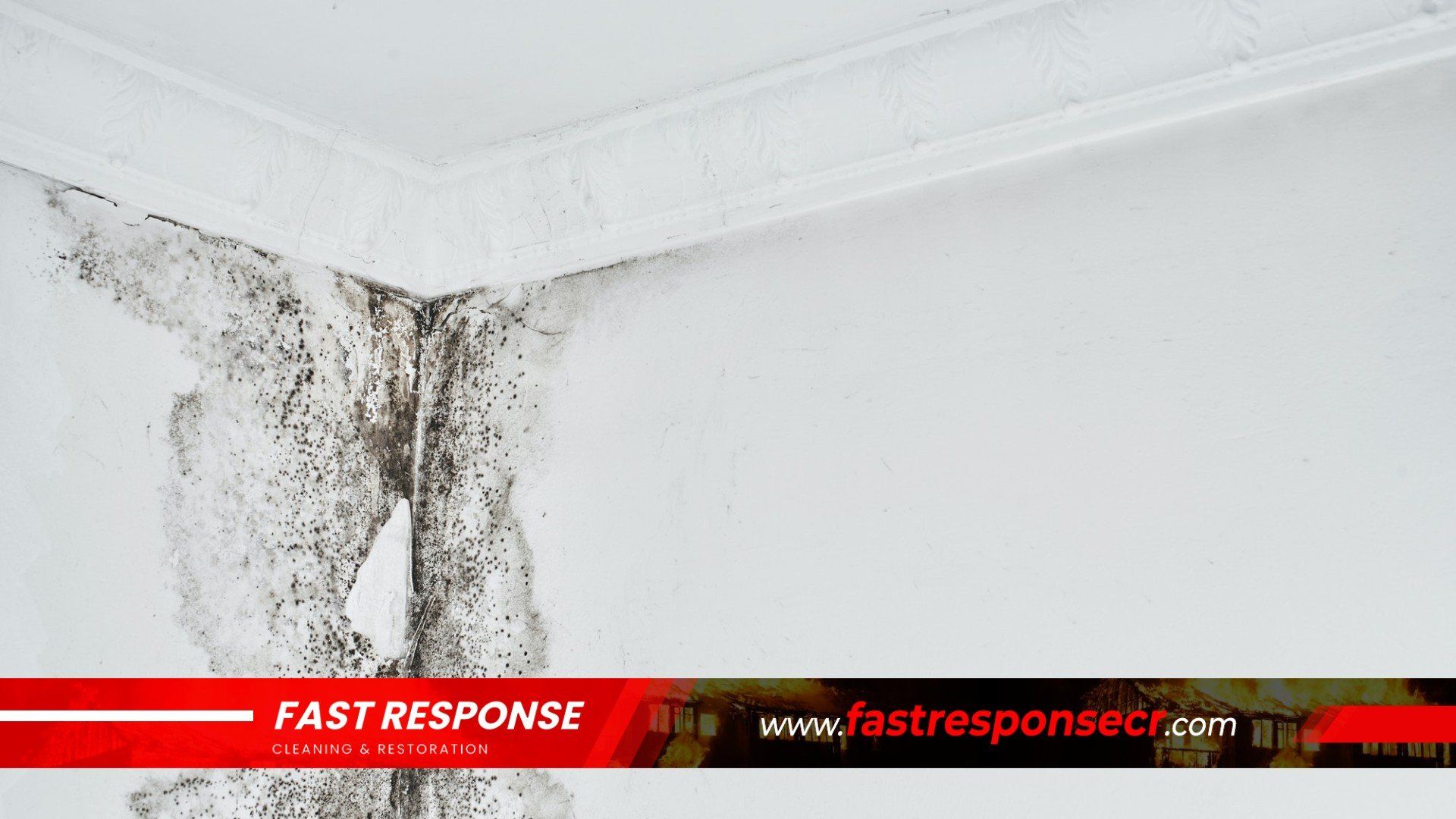 Black Mold Removal In Vernonburg, GA
