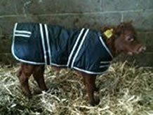 machine washable jacket for calf