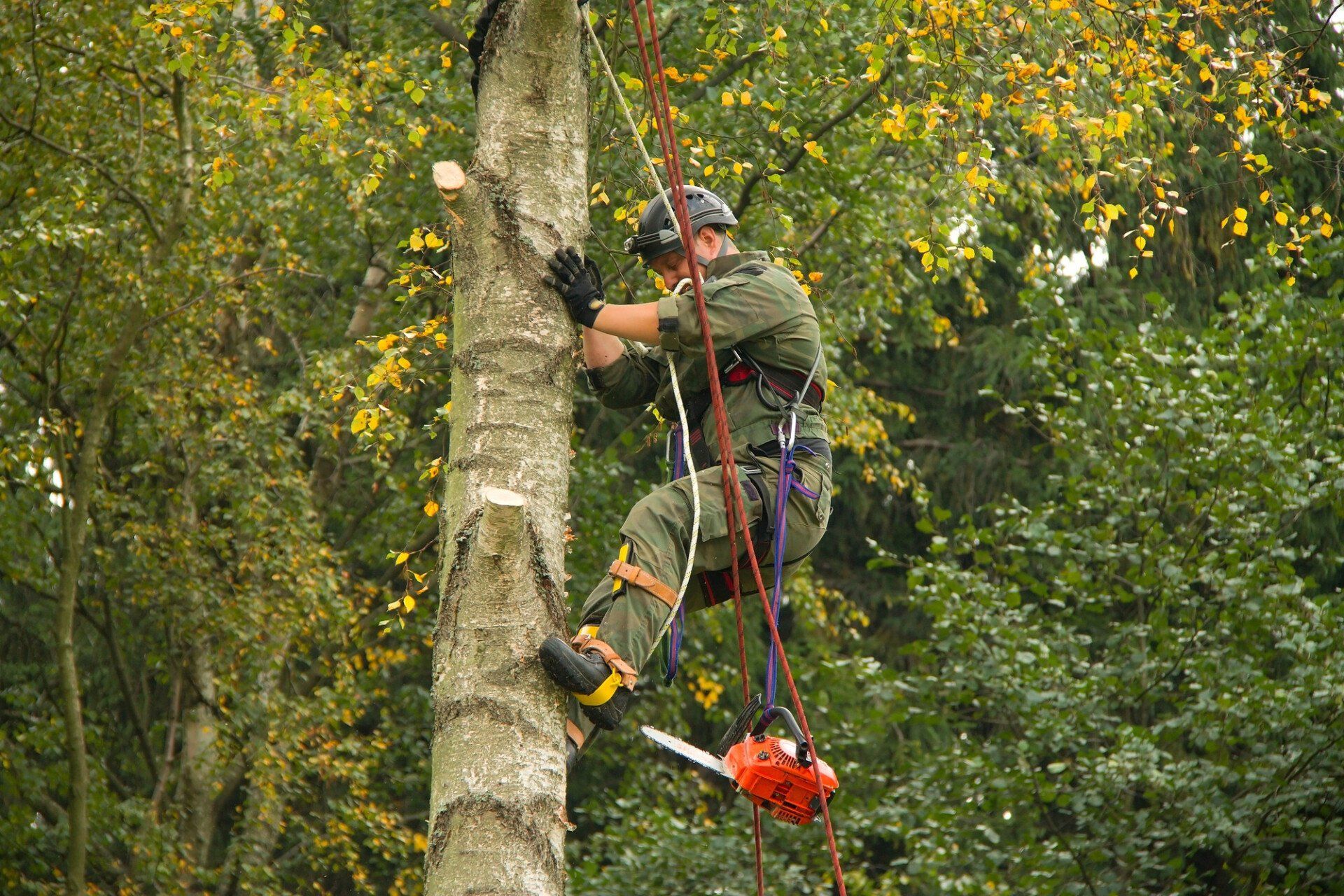 5 Reasons To Remove Large Trees From Your Garden