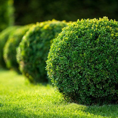 Pruned hedge trimming services