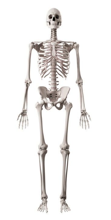 A skeleton is standing upright on a white background.