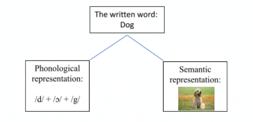 A diagram showing the written word dog and semantic representation