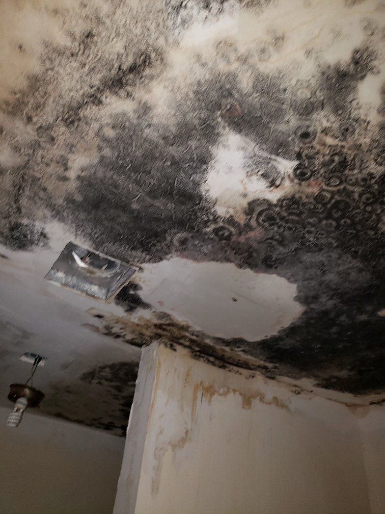 Huge Mold — Panama City, FL — Raven Environmental Restoration Services
