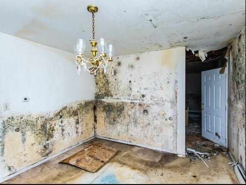 House with Lots of Mold — Panama City, FL — Raven Environmental Restoration Services