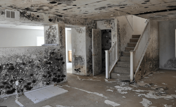 Mold Removal — Panama City, FL — Raven Environmental Restoration Services