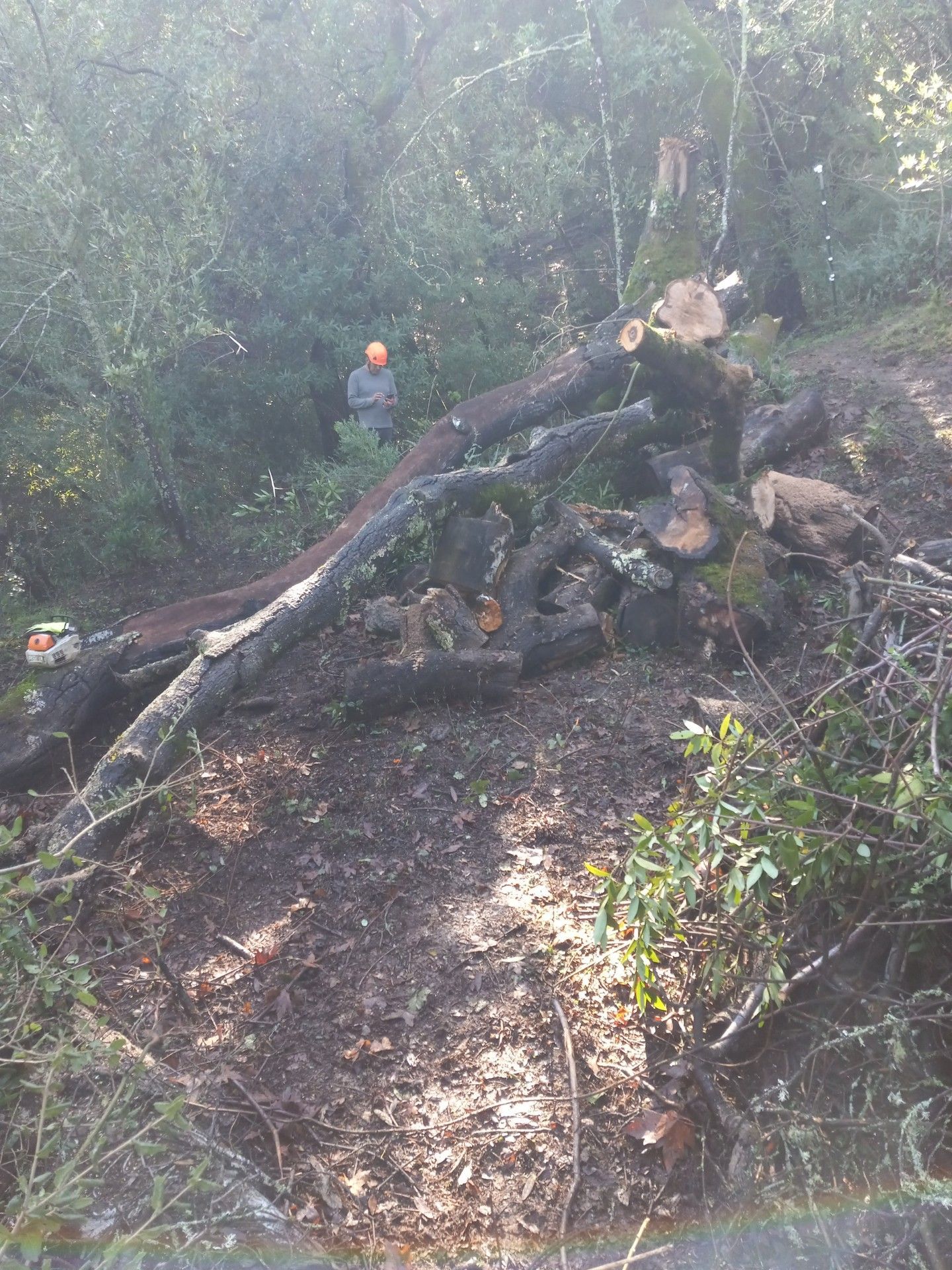 A man is standing next to a pile of logs in the woods.
