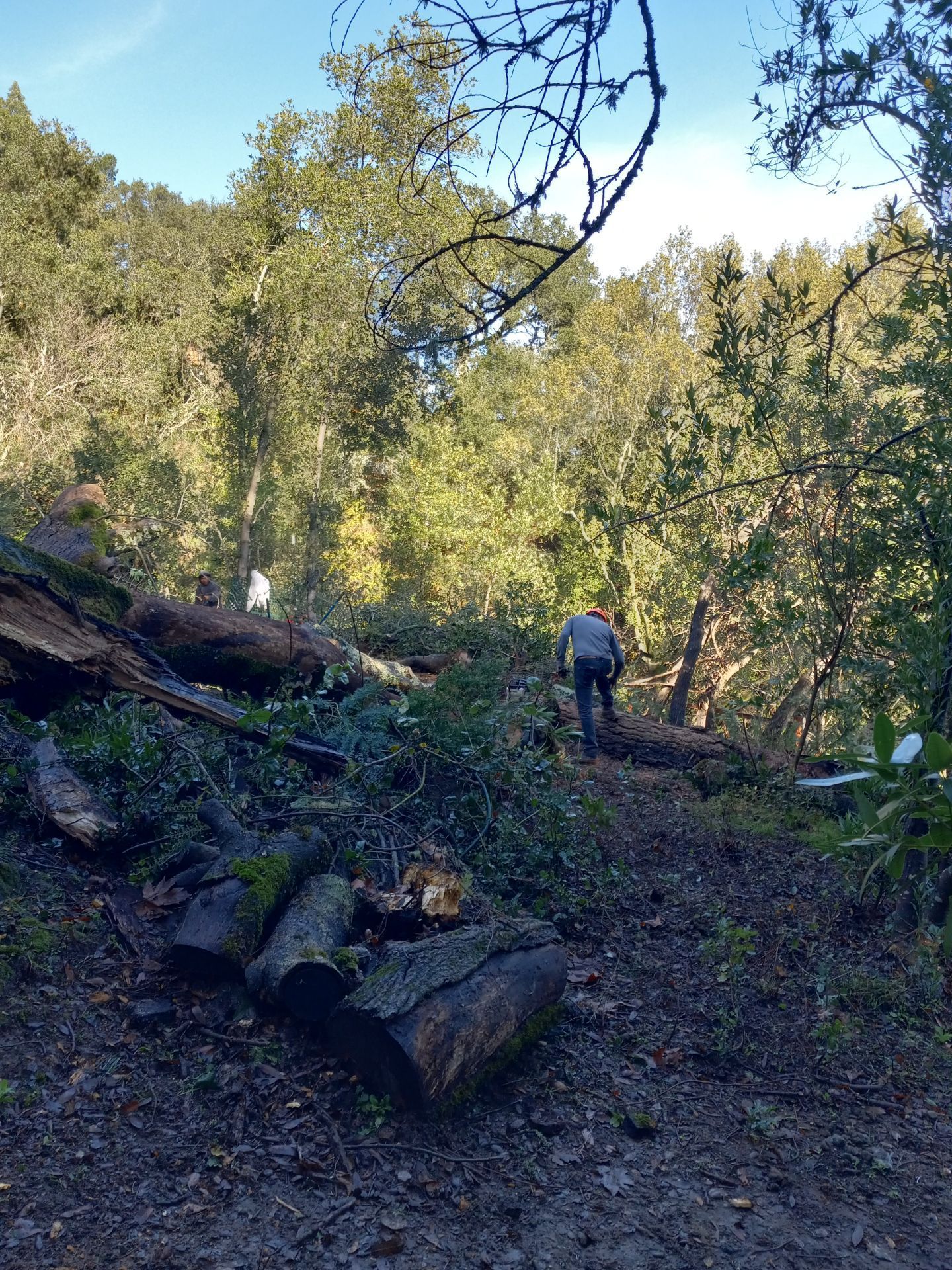 A man is walking through a forest with a pile of logs.
