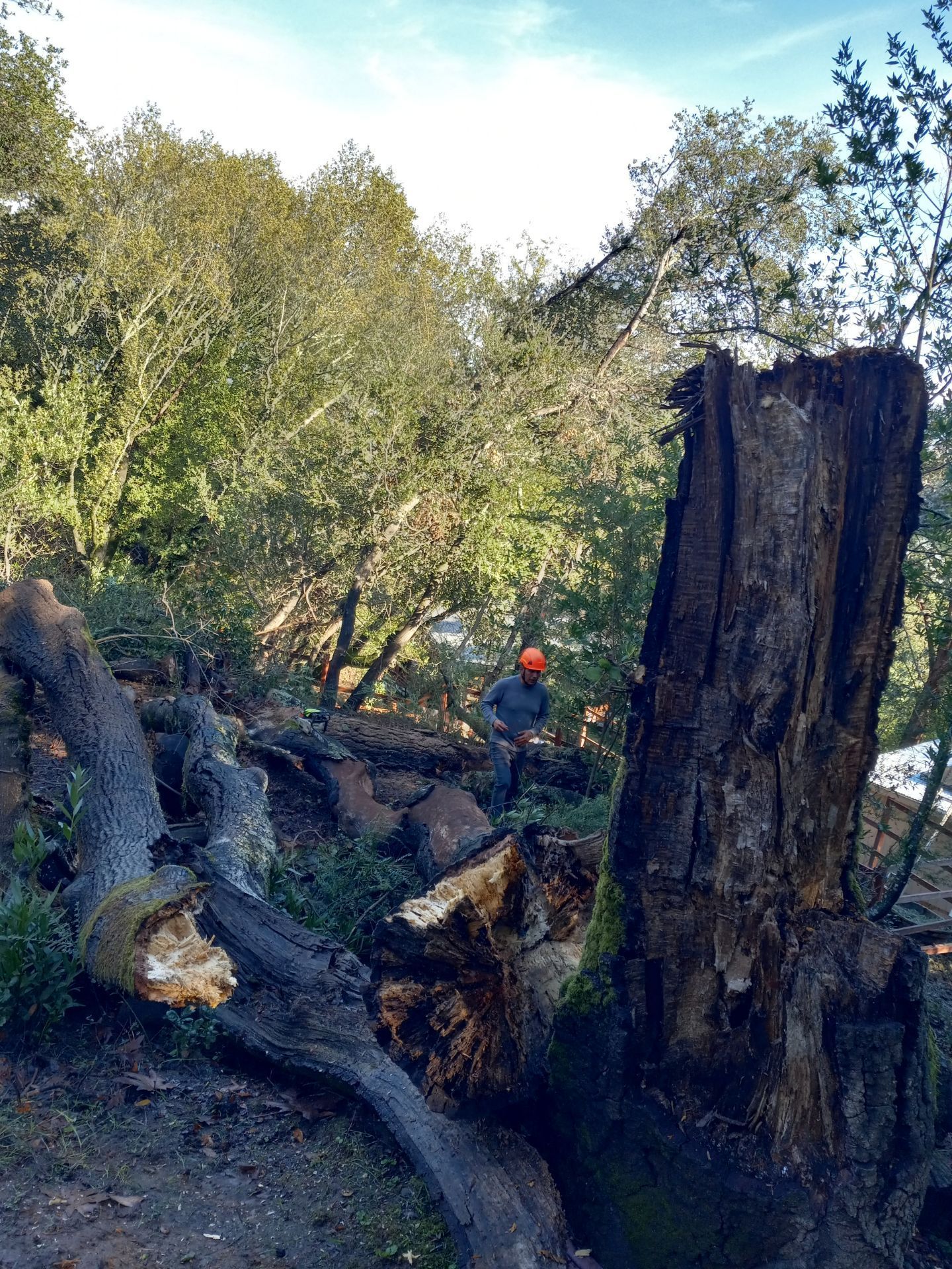 A man is standing next to a large tree stump in a forest.