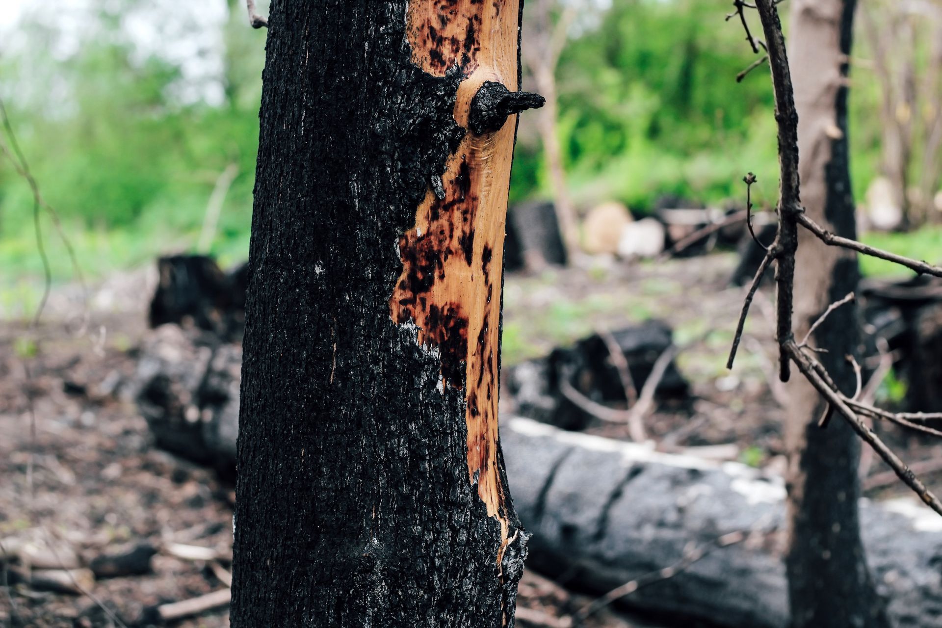 A damaged tree with a burnt wood texture.
