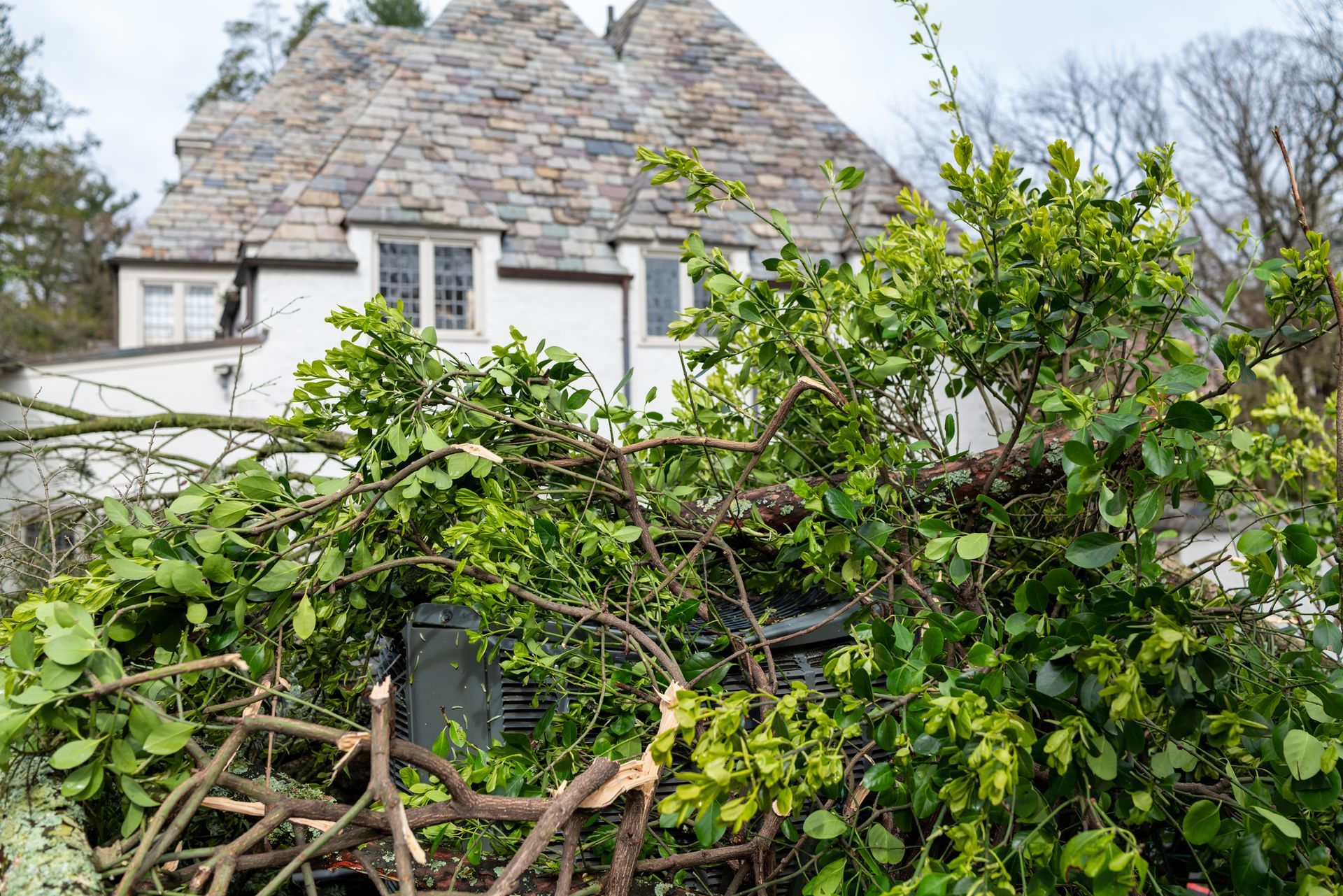 A pile of branches and leaves in front of a house.