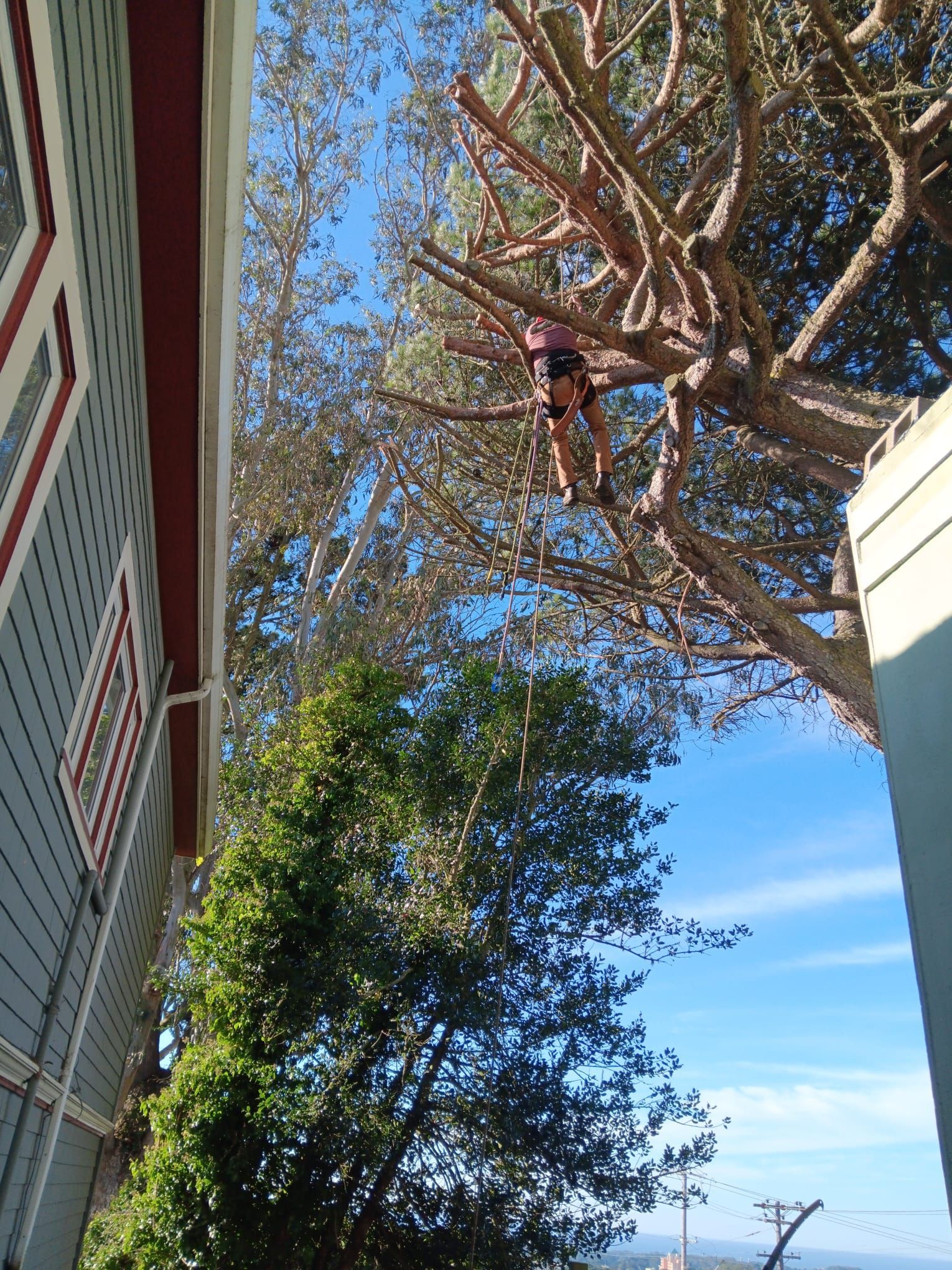 A man is climbing a tree next to a house.