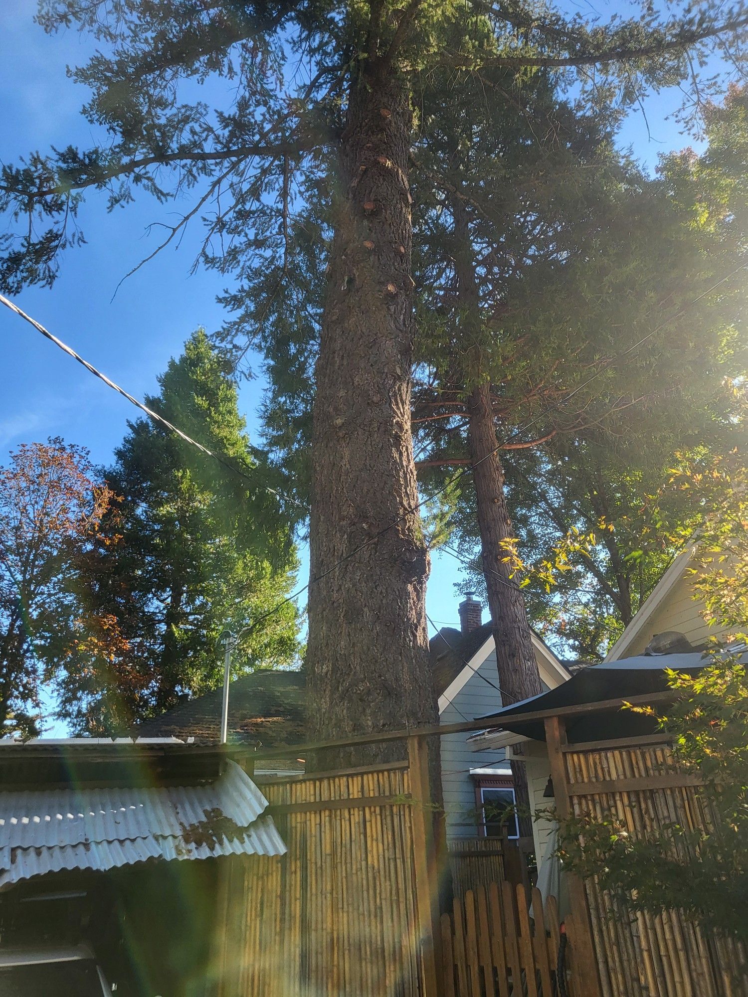 A house with a fence and a tree in front of it