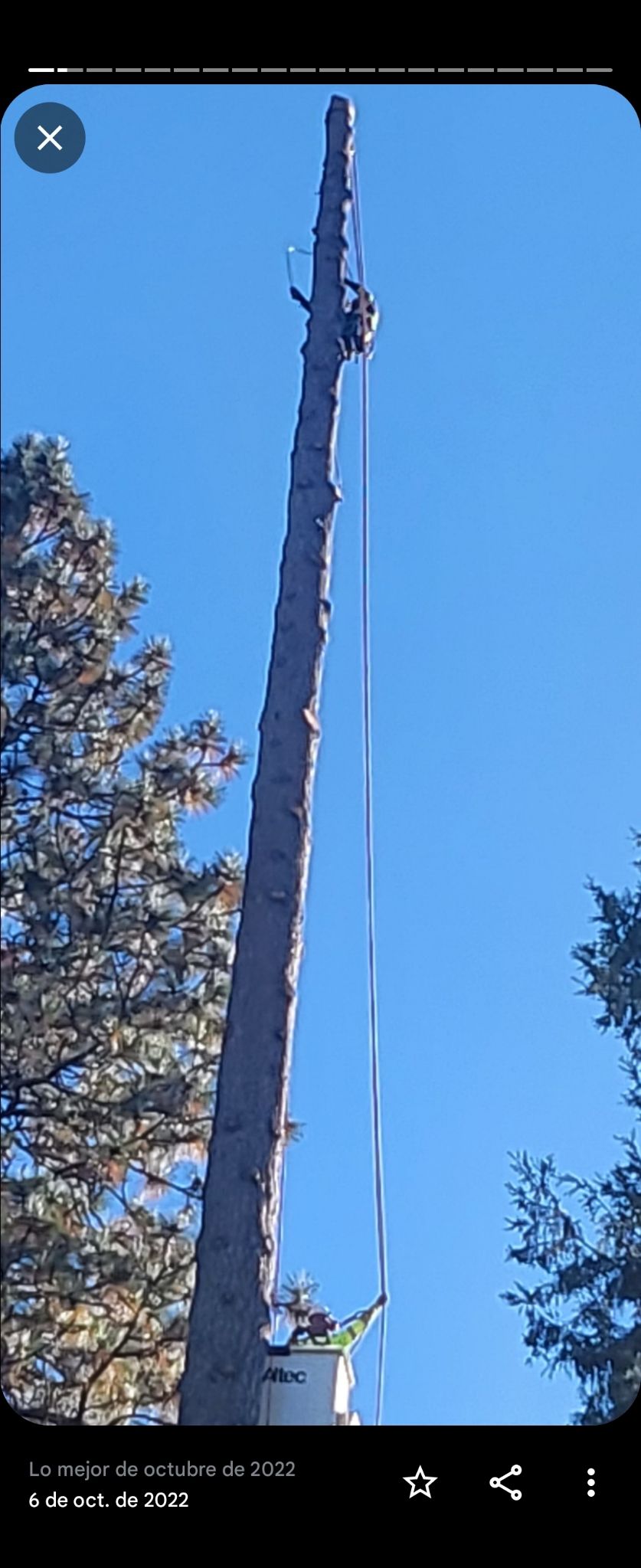 A person is climbing a tree with a crane.