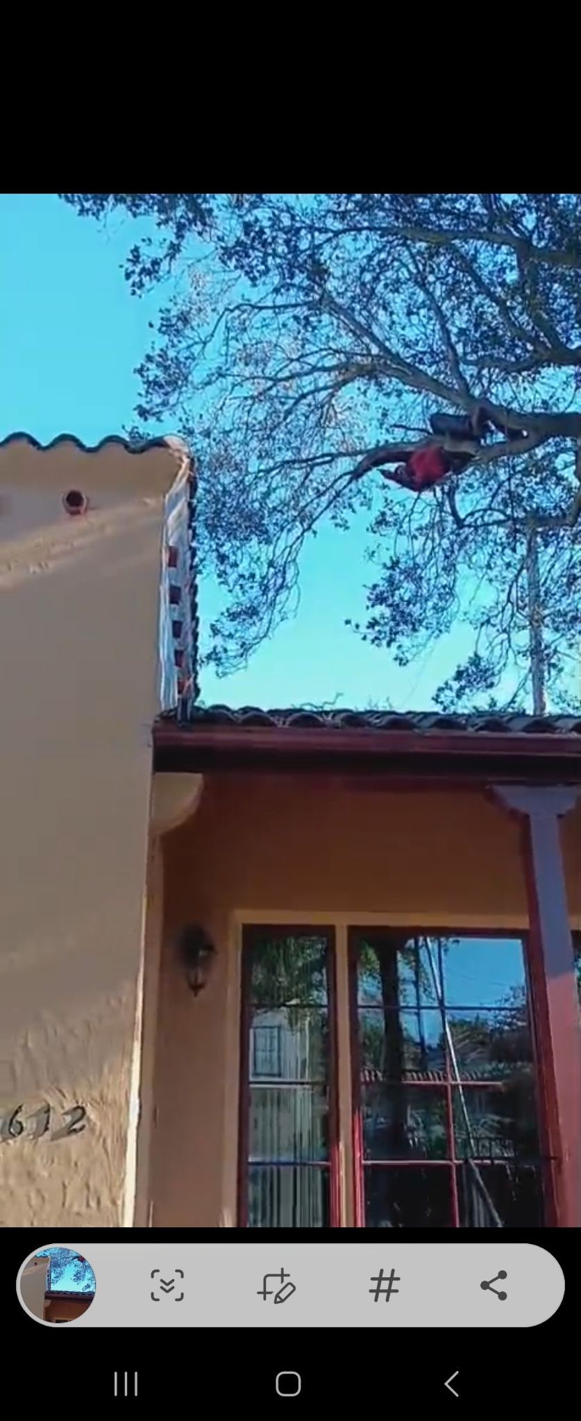 A bird is perched on a tree branch in front of a house.