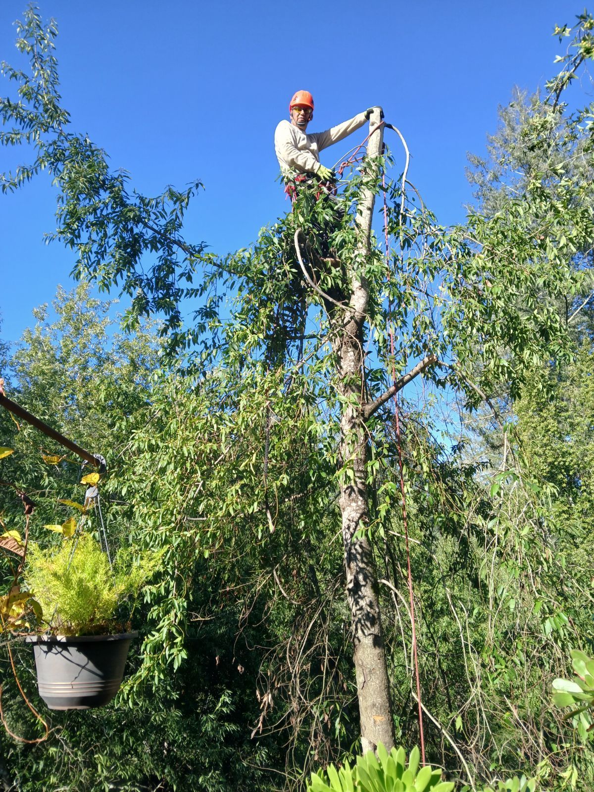 A man is standing on top of a tree cutting branches.