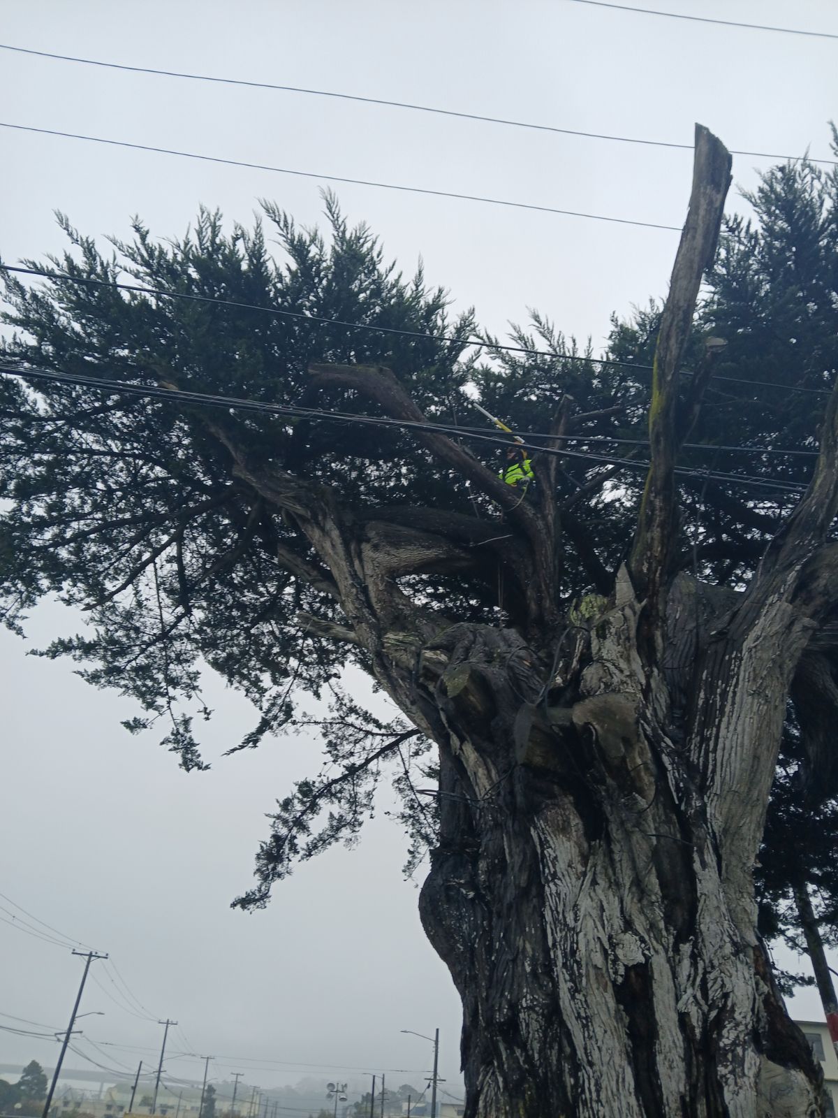 A tree with a yellow tag on it that says m3