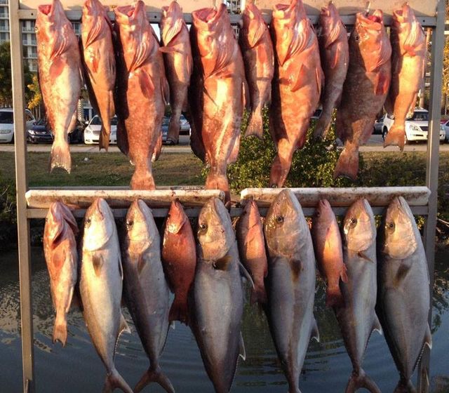 All about fishing, Sarasota Florida