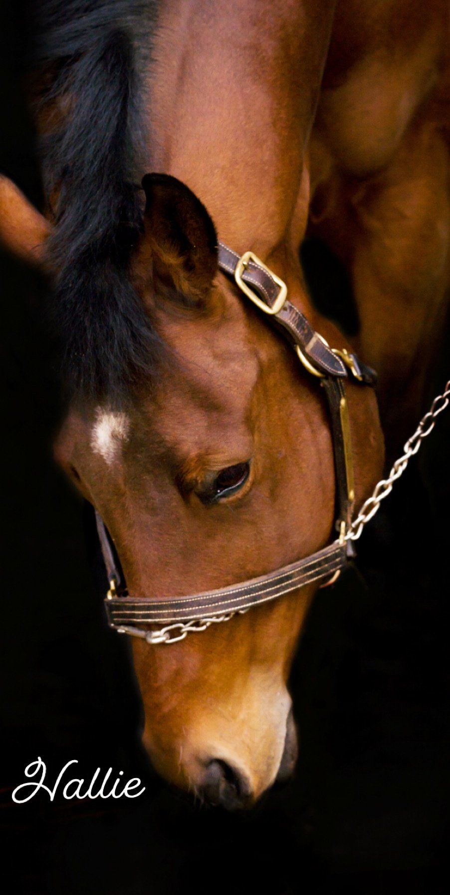 Ironwood Equestrian Center