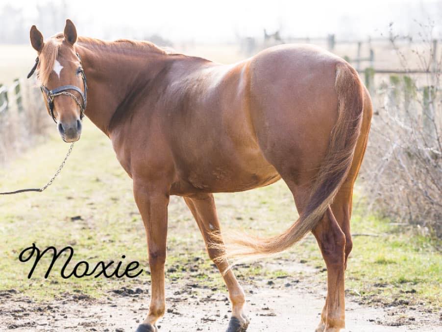 Ironwood Equestrian Center