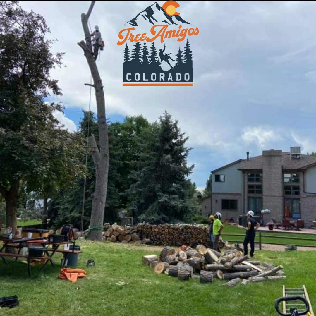 Backyard Tree — Littleton, CO — Tree Amigos Colorado
