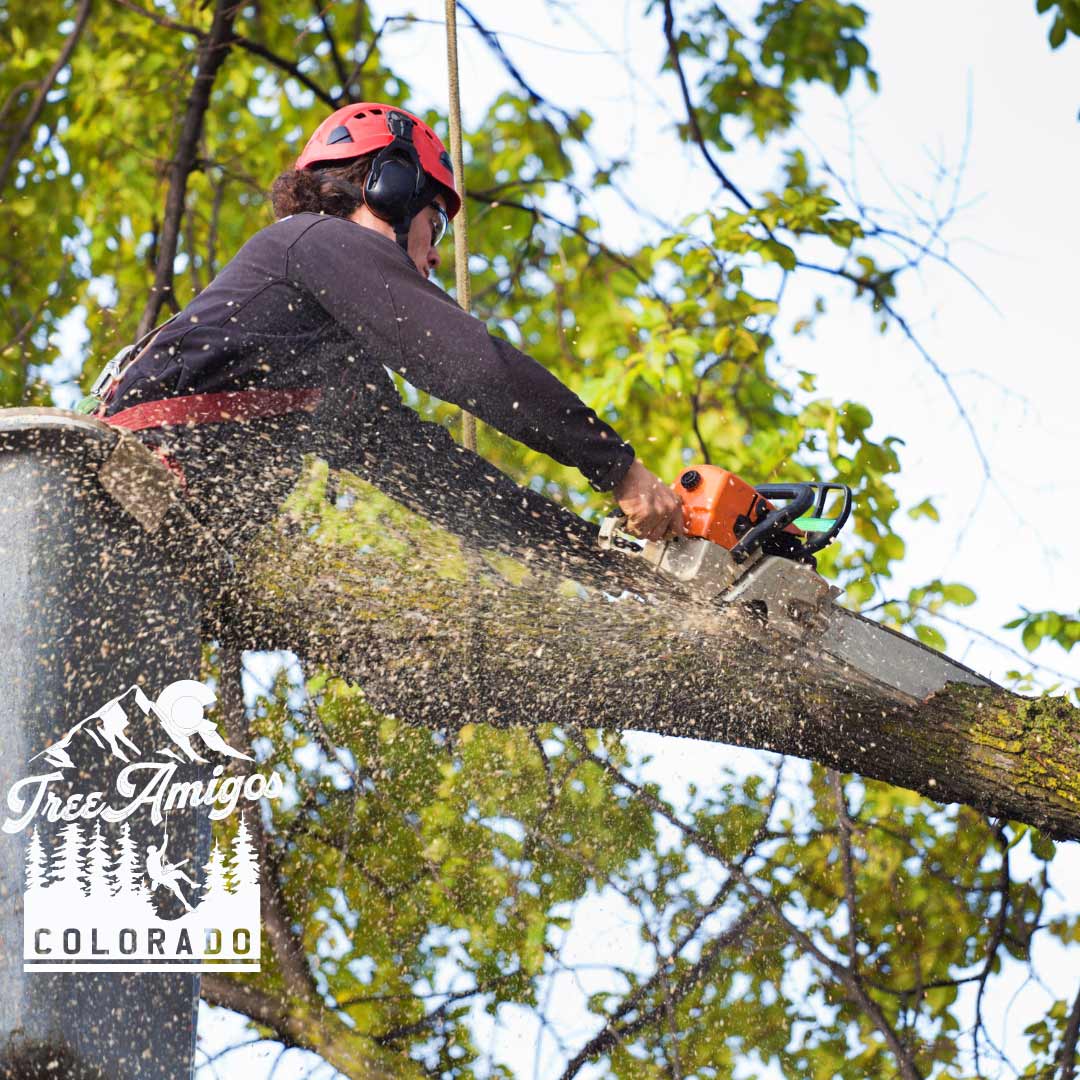 Trimming Service — Littleton, CO — Tree Amigos Colorado