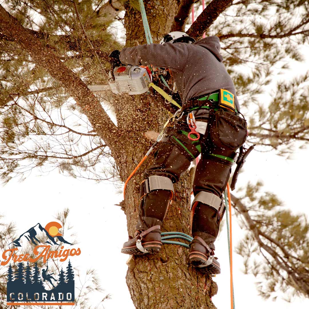 Climbing to the Tree — Littleton, CO — Tree Amigos Colorado