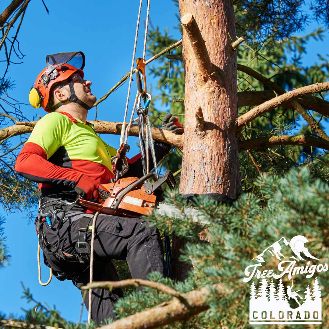 Man Climbing with Safety Gear — Littleton, CO — Tree Amigos Colorado