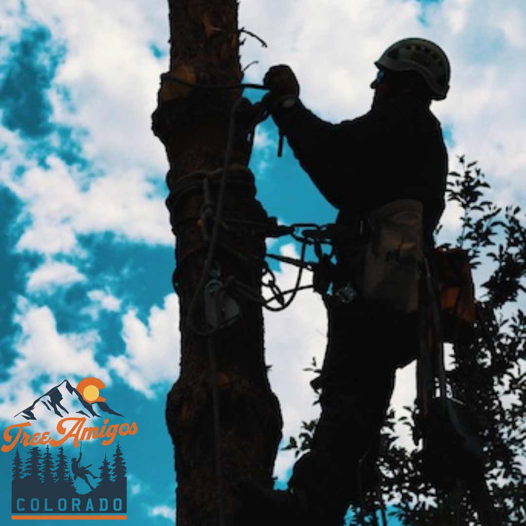 Man Climbing to the Tree — Littleton, CO — Tree Amigos Colorado