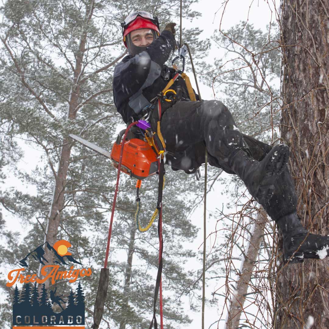Winter Tree Service — Littleton, CO — Tree Amigos Colorado