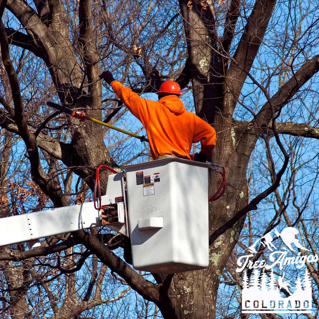 Tree Worker — Littleton, CO — Tree Amigos Colorado