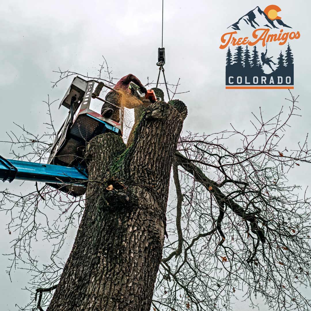 Tree Climber — Littleton, CO — Tree Amigos Colorado