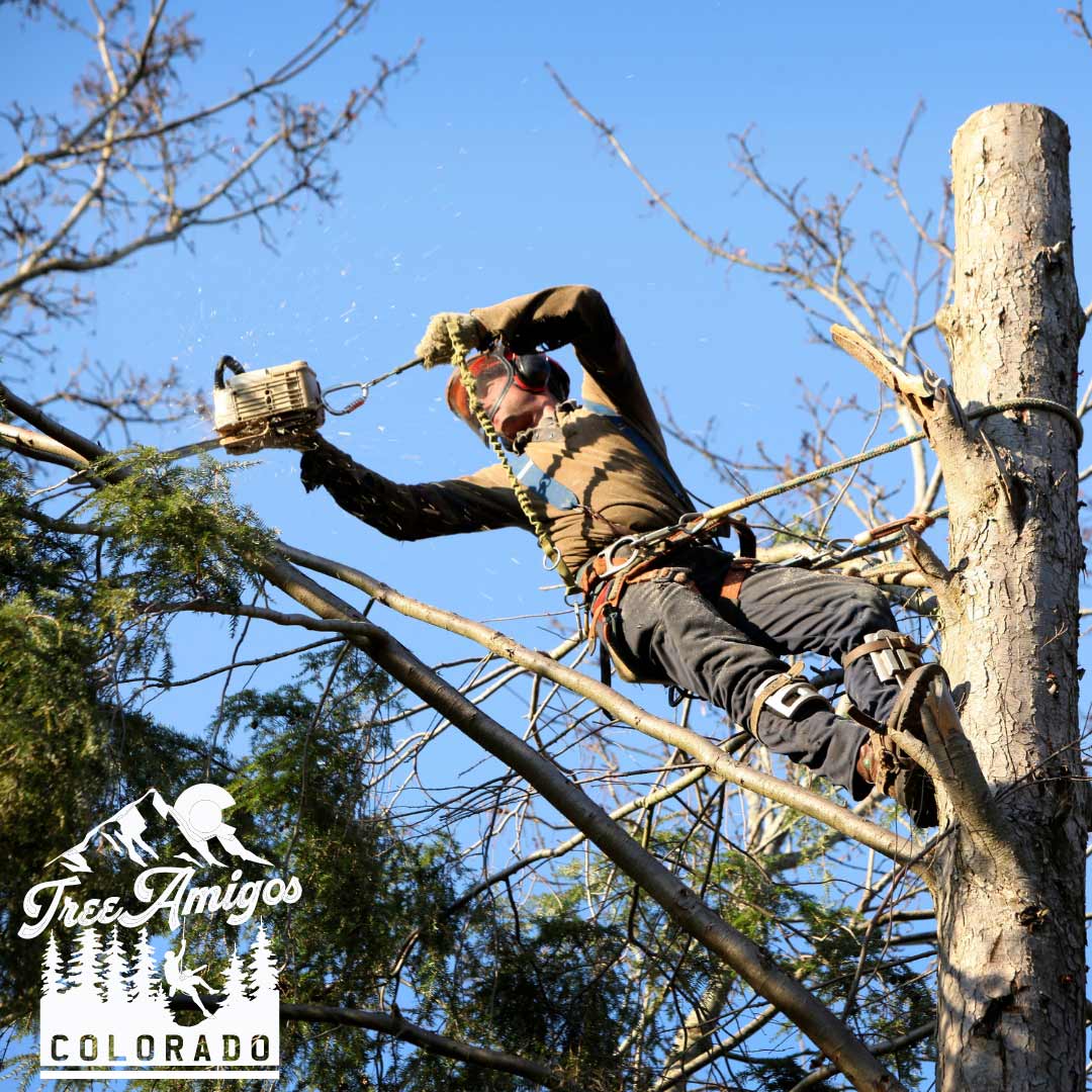 Tree Surgeon Hanging From Ropes — Littleton, CO — Tree Amigos Colorado